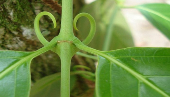 unha-de-gato-uncaria-tomentosa.jpg unha-de-gato-uncaria-tomentosa.jpg