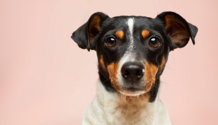 vida-animal-saude-cachorros-pets.jpg vida-animal-saude-cachorros-pets.jpg