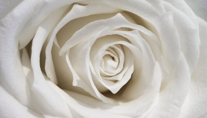 view-delicate-white-rose-close-up.jpg